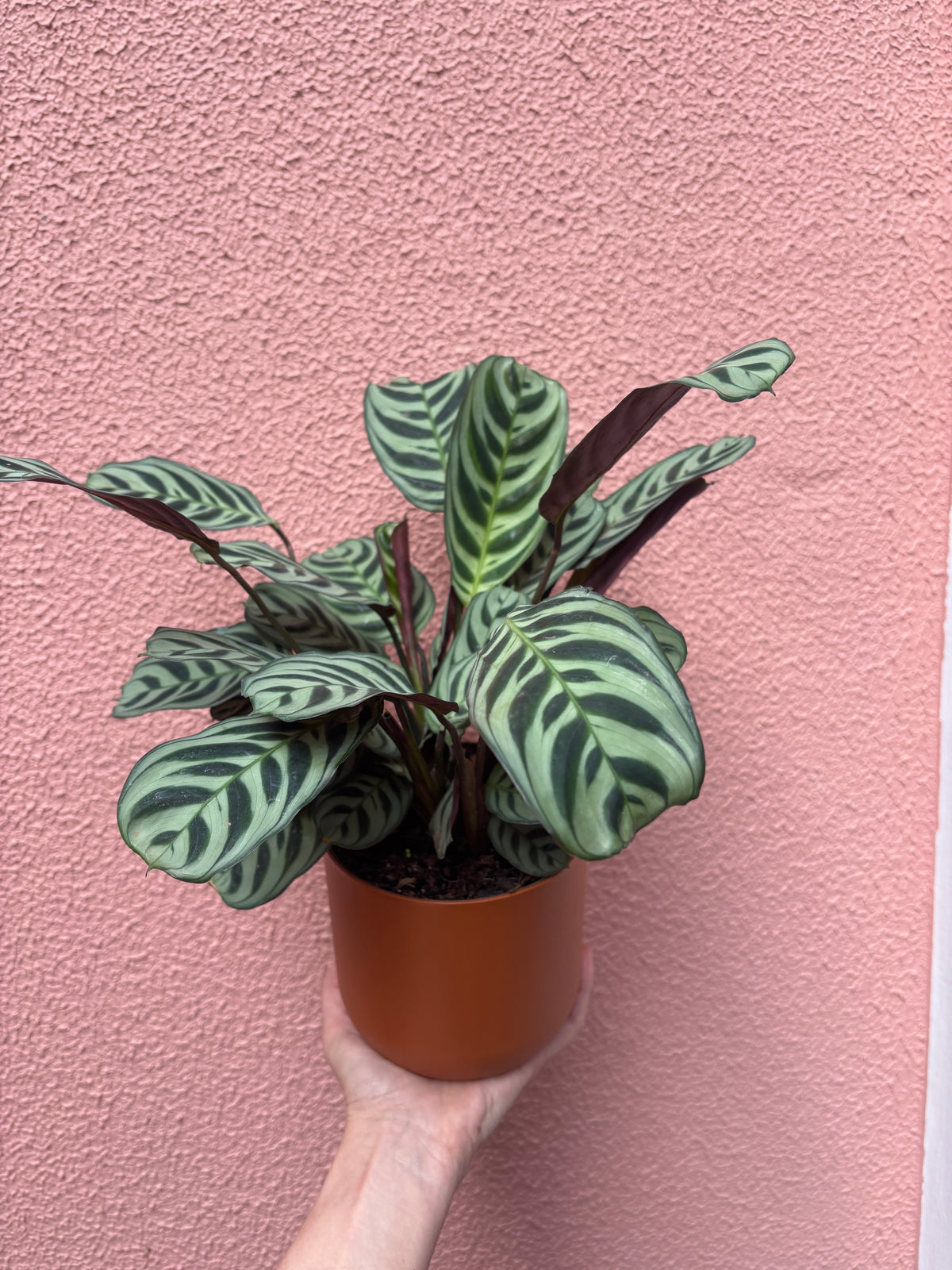 Maranta burle marx