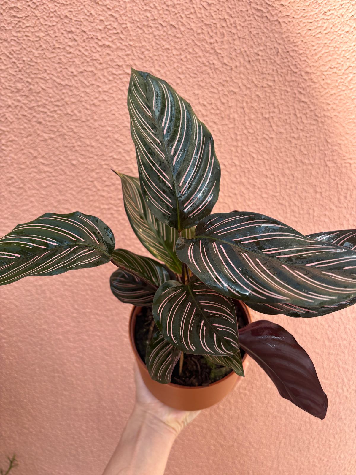 Calathea Ornata