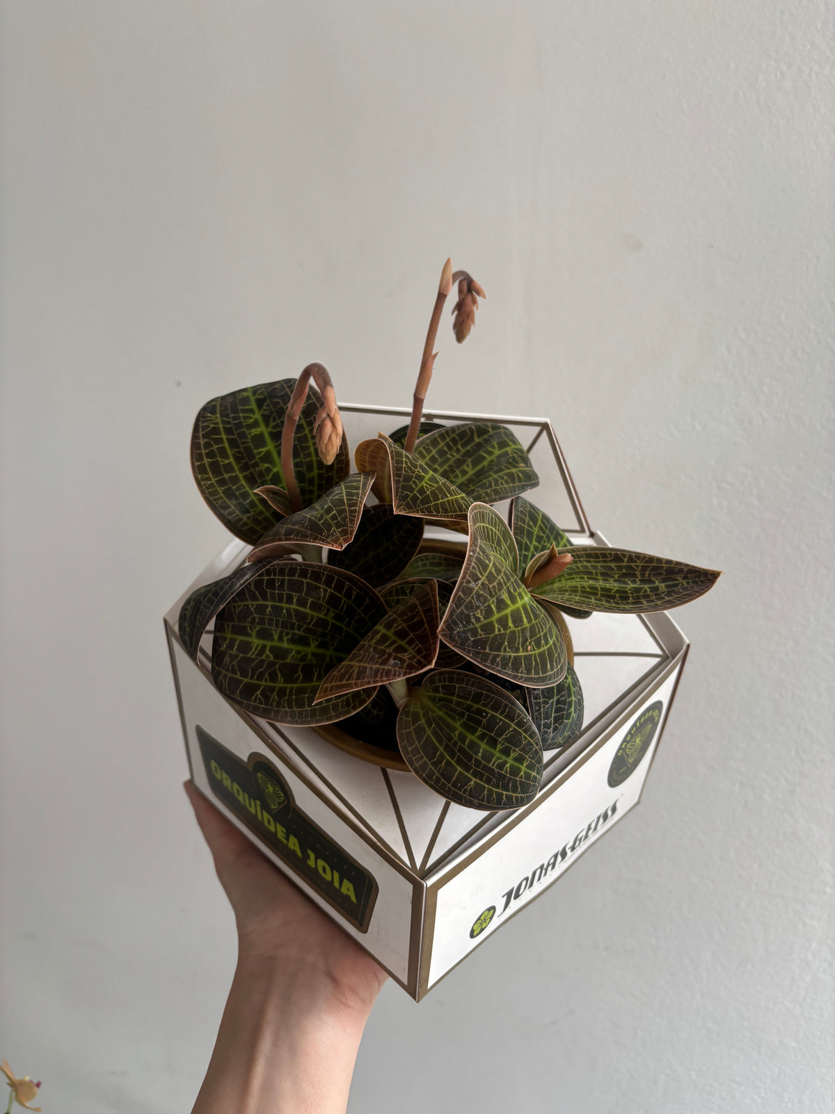 Orquidea Macodes Sanderiana