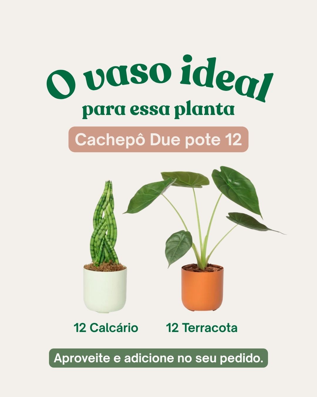 Calathea Orbifolia