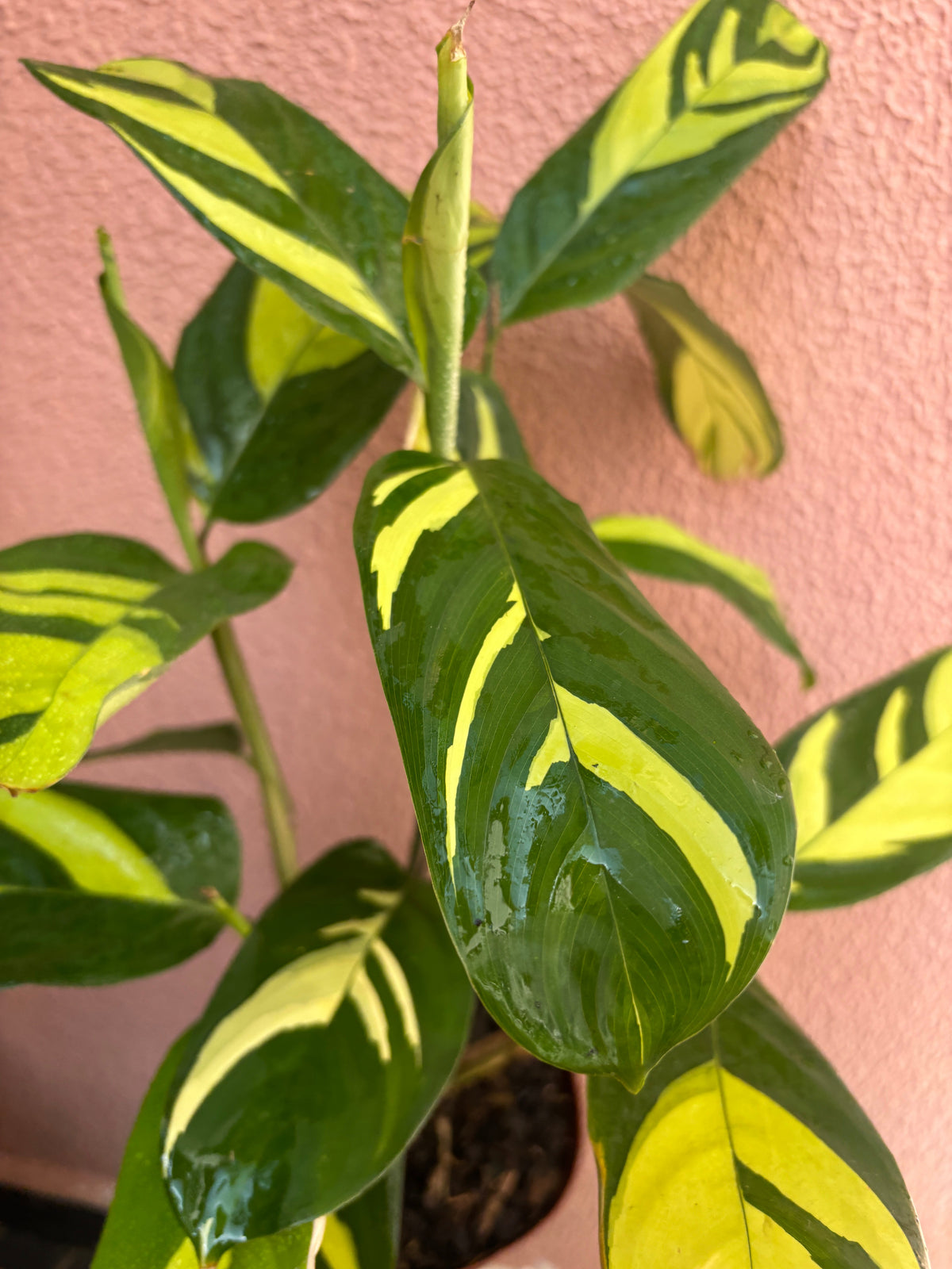 Plantas seguras para pets