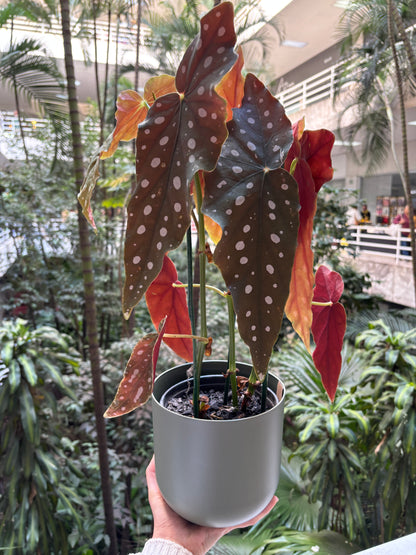 Begonia Maculata