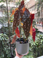 Begonia Maculata