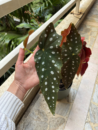 Begonia Maculata