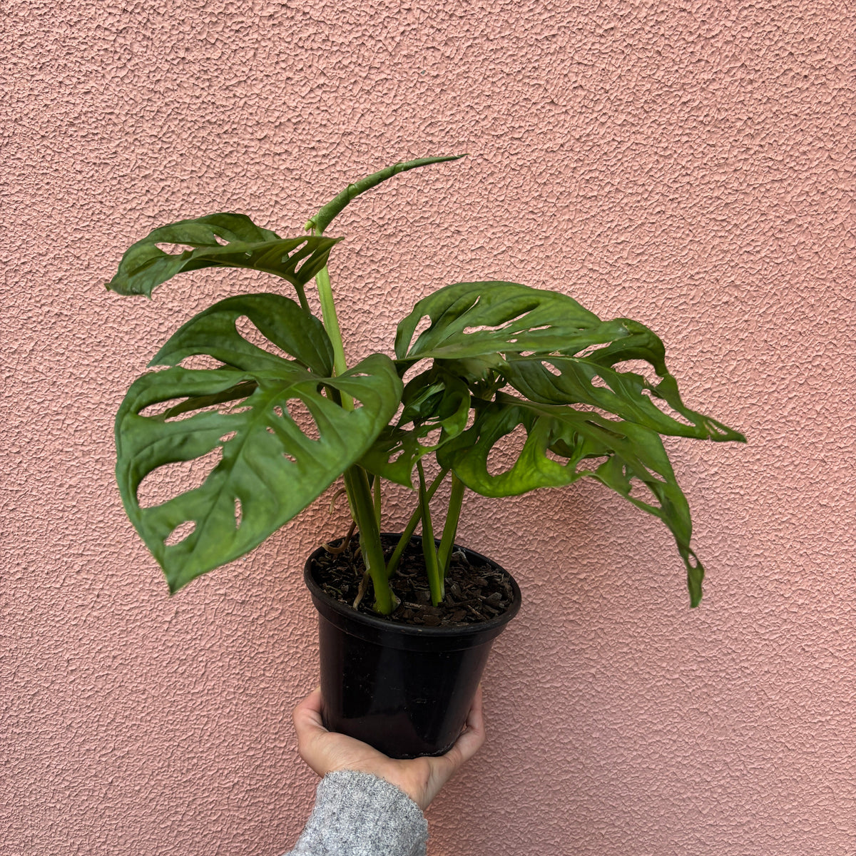 Monstera Adansonii Costela de eva