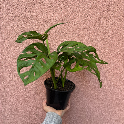 Monstera Adansonii Costela de eva