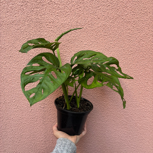 Monstera Adansonii Costela de eva