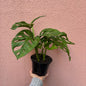 Monstera Adansonii Costela de eva