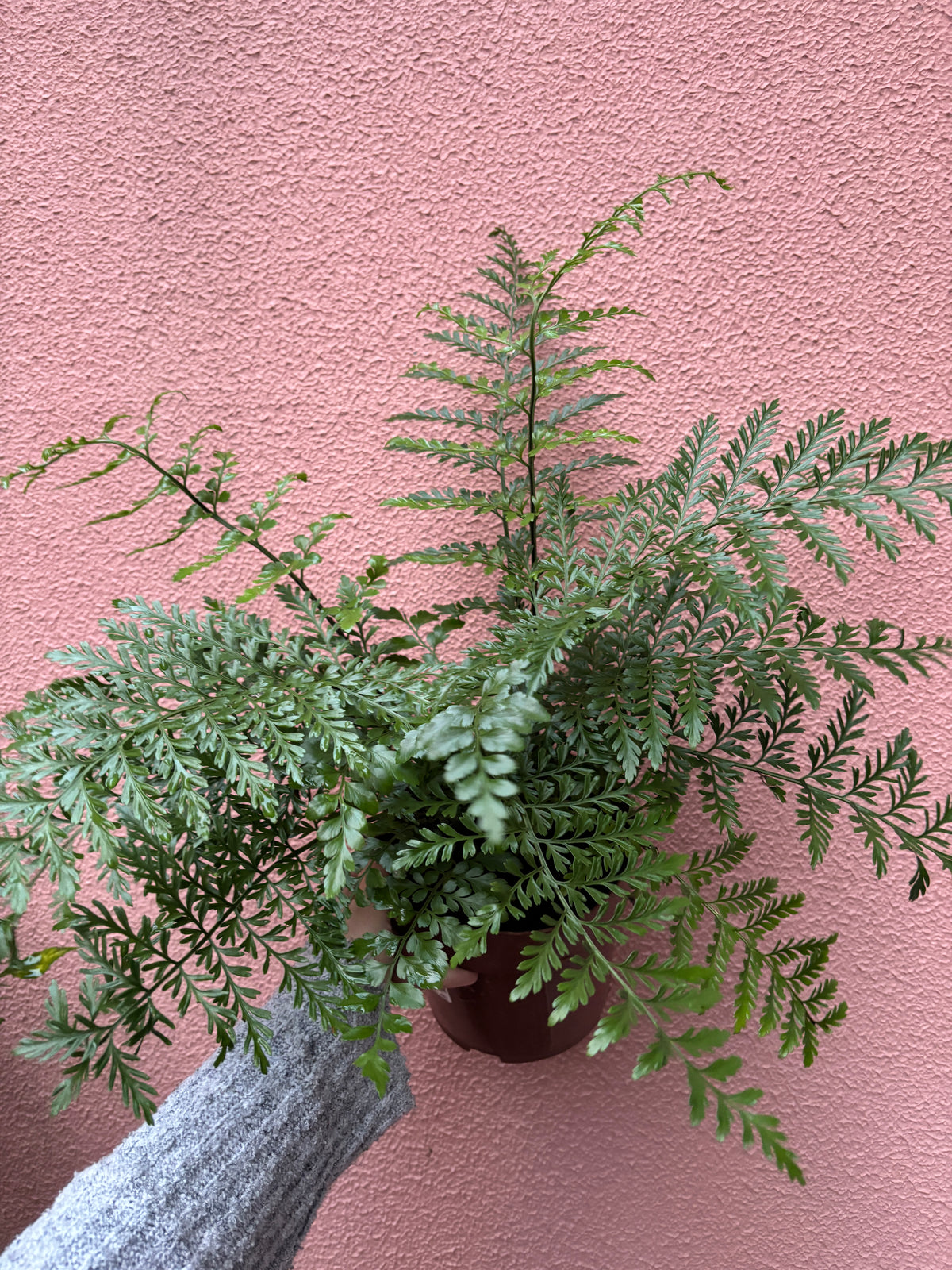 Asplenium Parvati