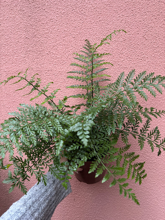 Asplenium Parvati