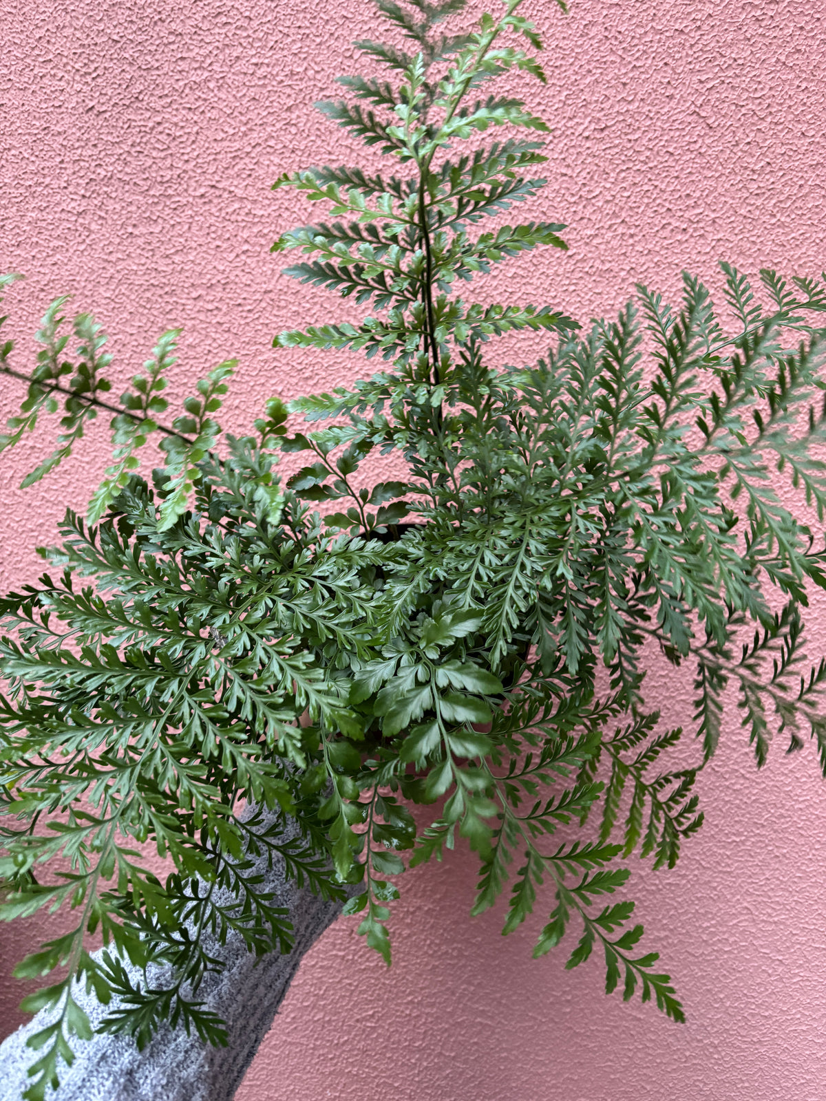 Asplenium Parvati