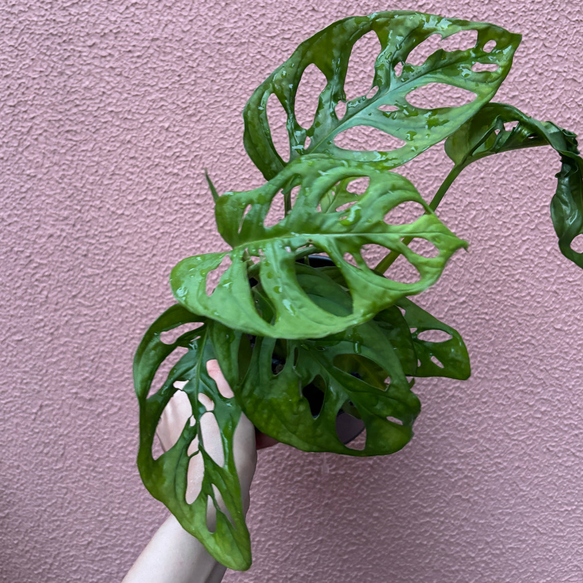 Monstera Adansonii Costela de eva