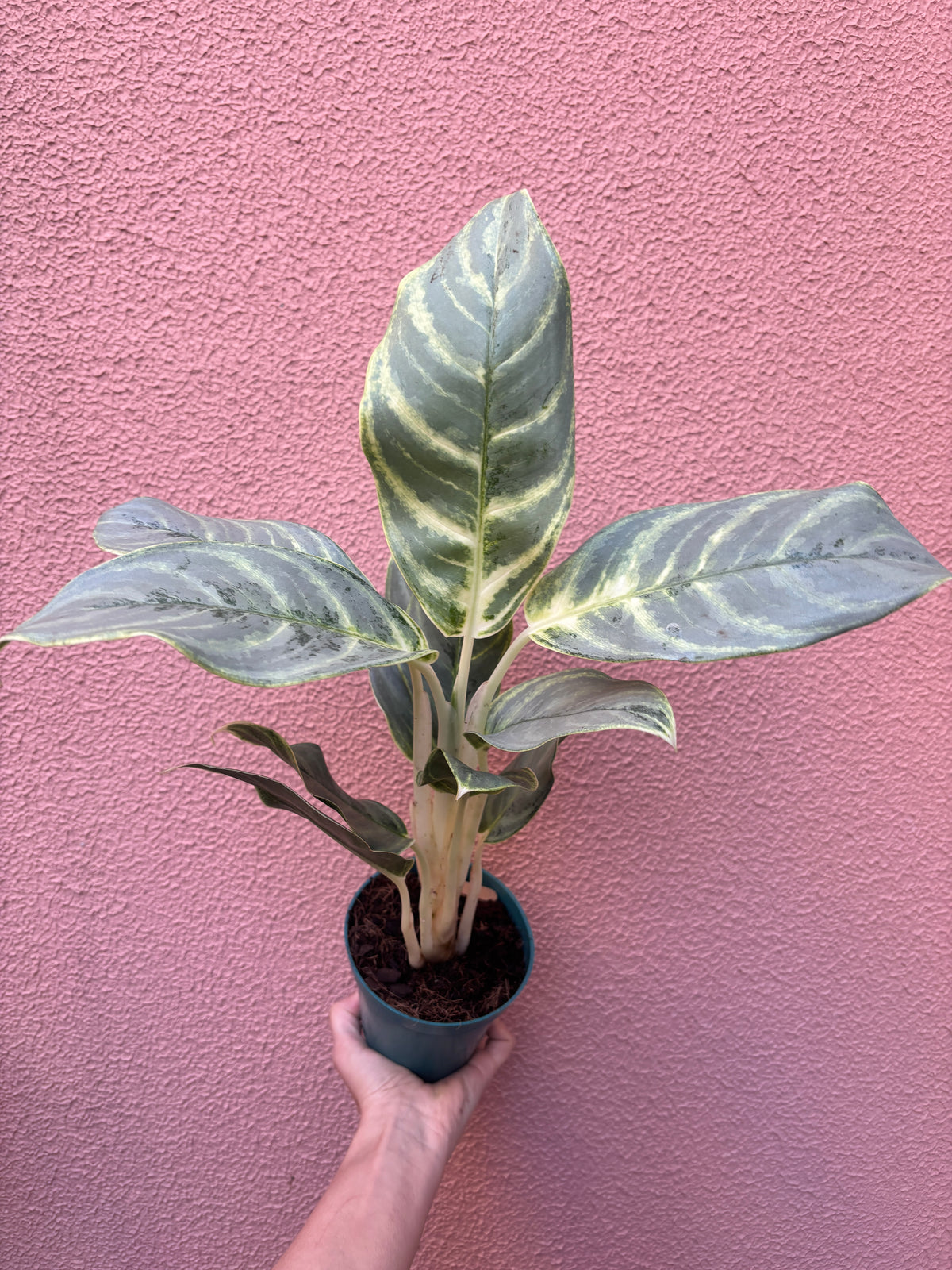 Aglaonema Silver Curly