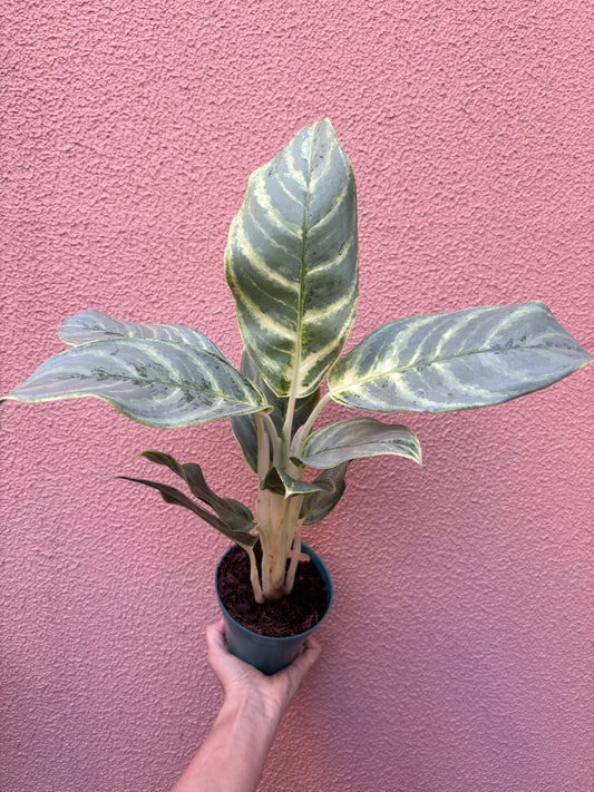 Aglaonema Silver Curly
