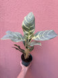 Aglaonema Silver Curly