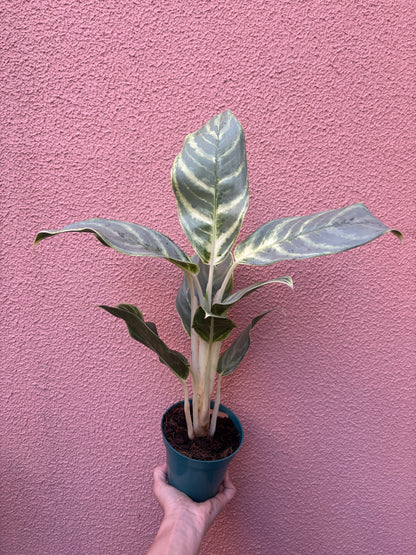 Aglaonema Silver Curly