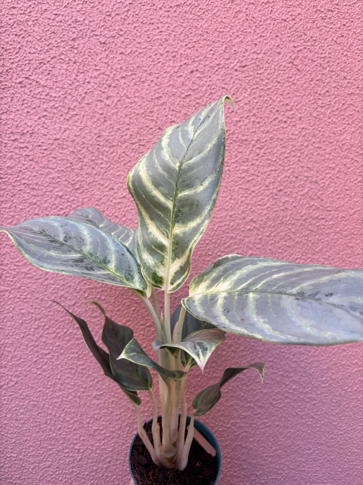 Aglaonema Silver Curly