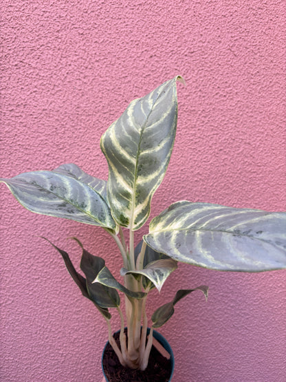 Aglaonema Silver Curly