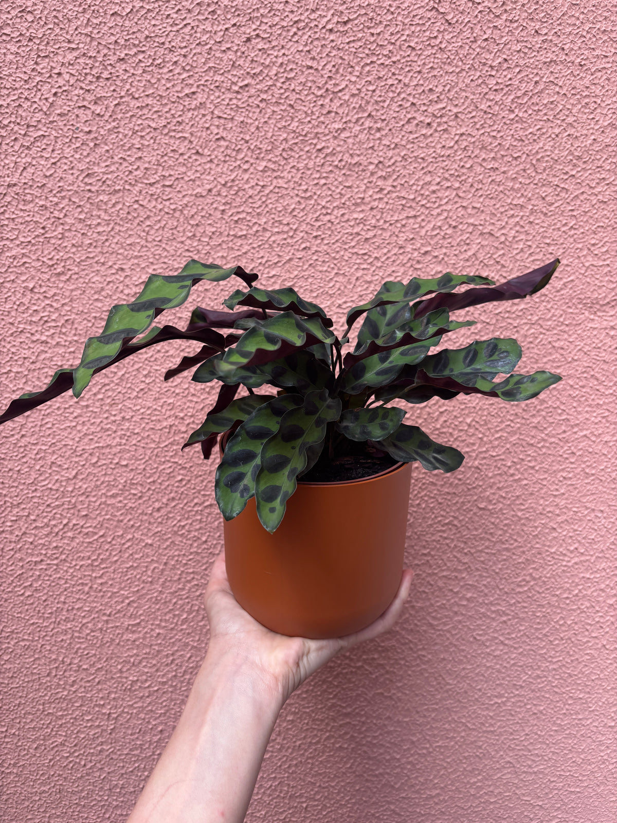Calathea Insignis