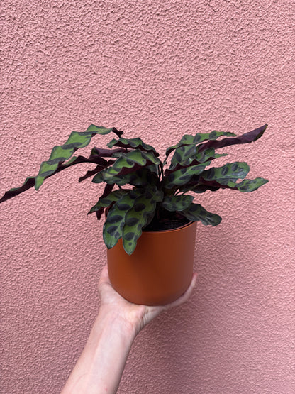 Calathea Insignis