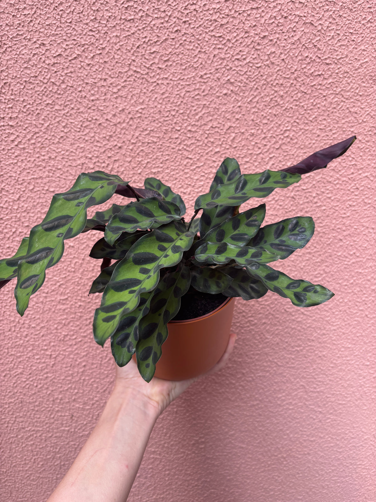 Calathea Insignis