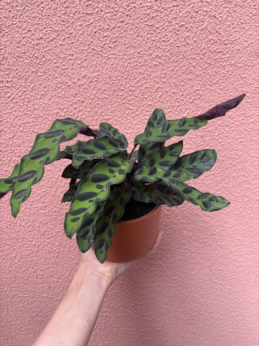 Calathea Insignis