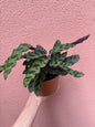 Calathea Insignis