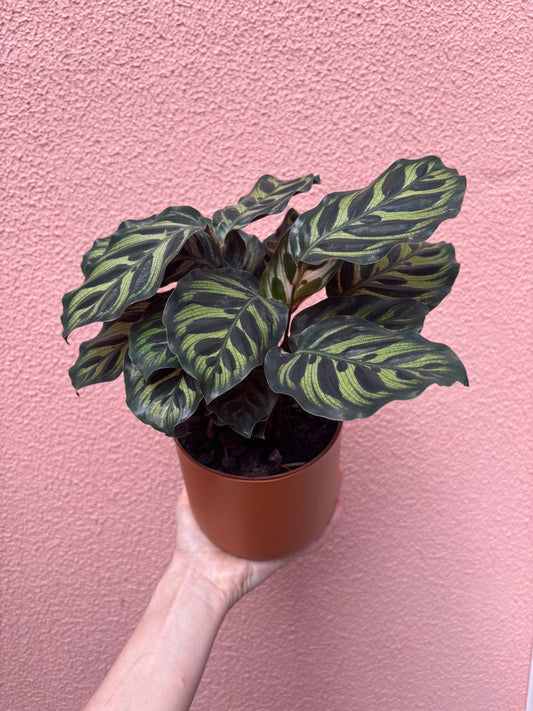 Calathea Makoyana