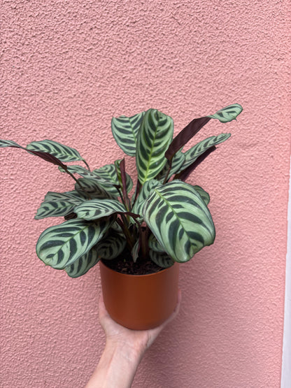 Maranta burle marx
