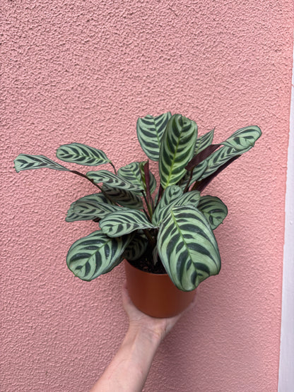 Maranta burle marx