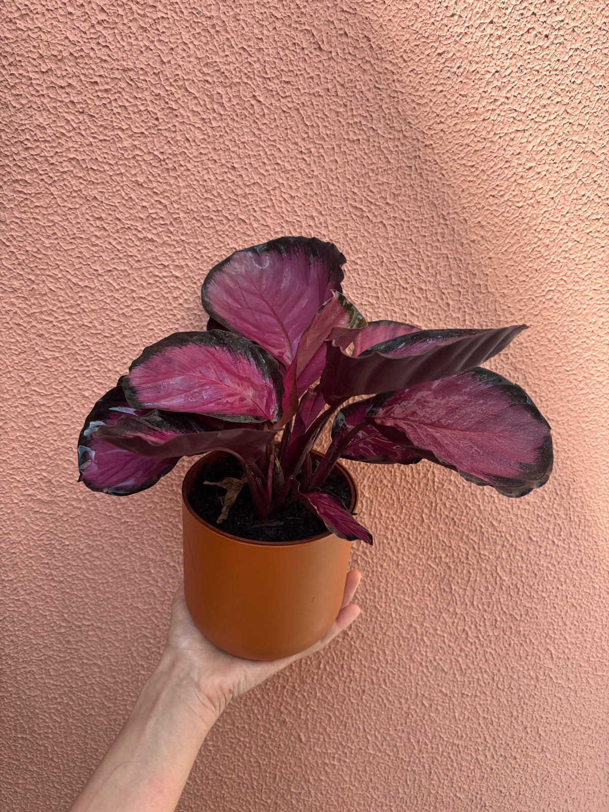 Calathea Crimson