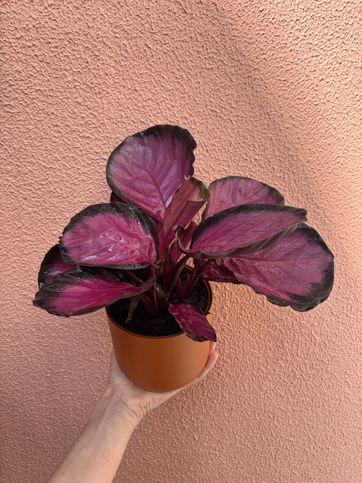 Calathea Crimson