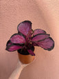 Calathea Crimson