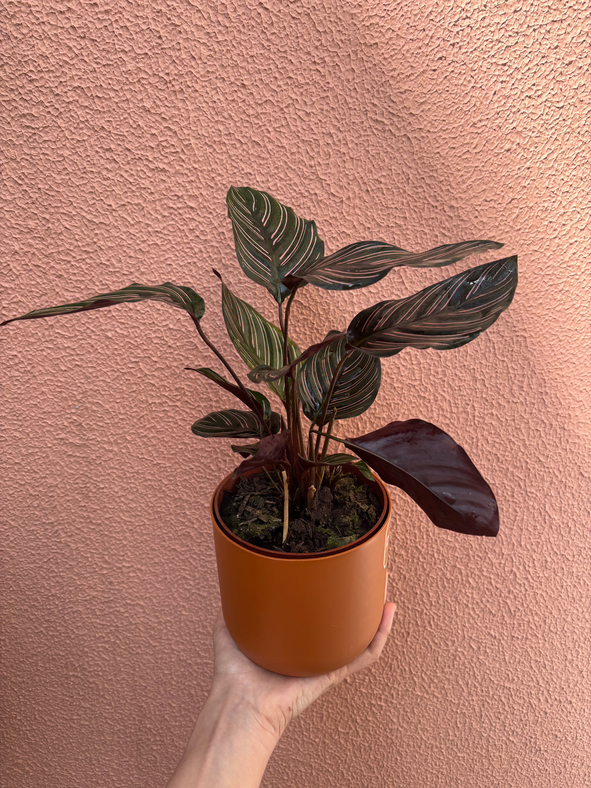Calathea Ornata