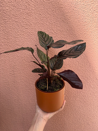 Calathea Ornata
