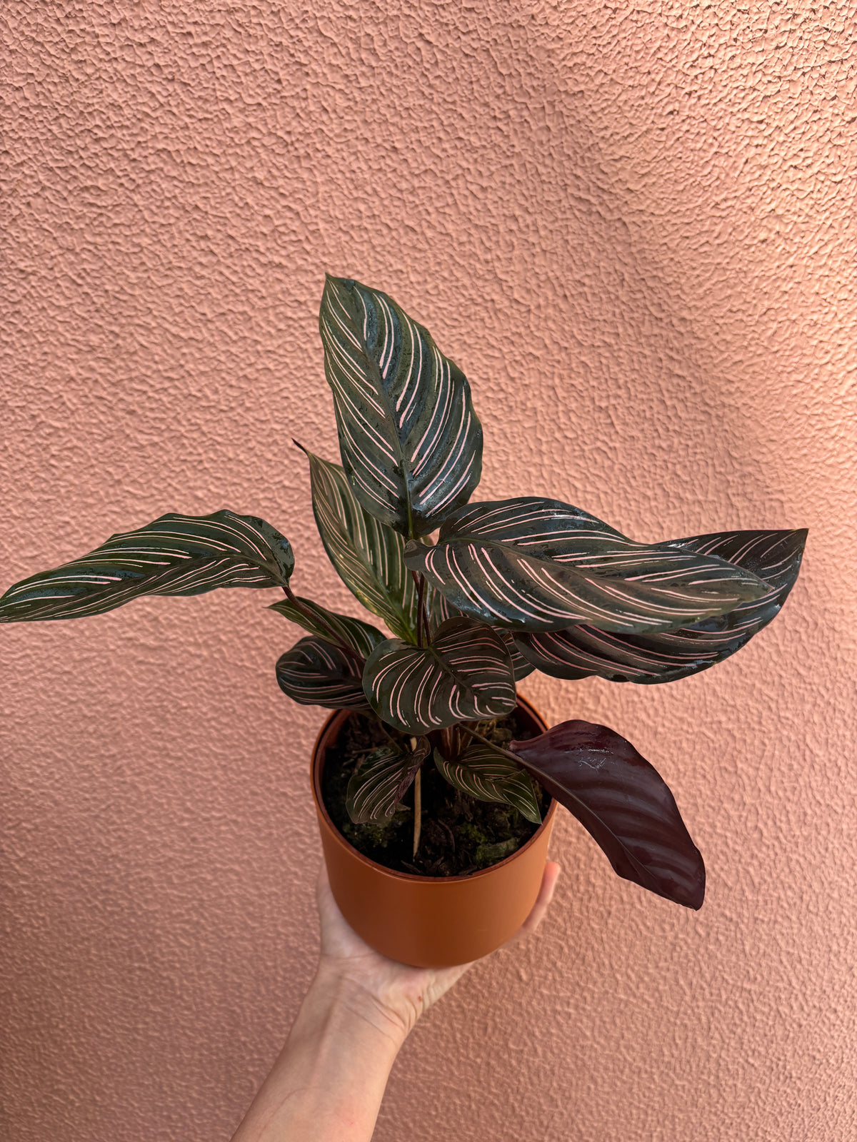 Calathea Ornata