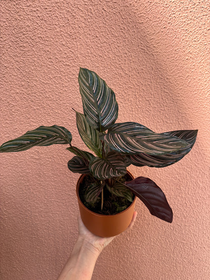 Calathea Ornata