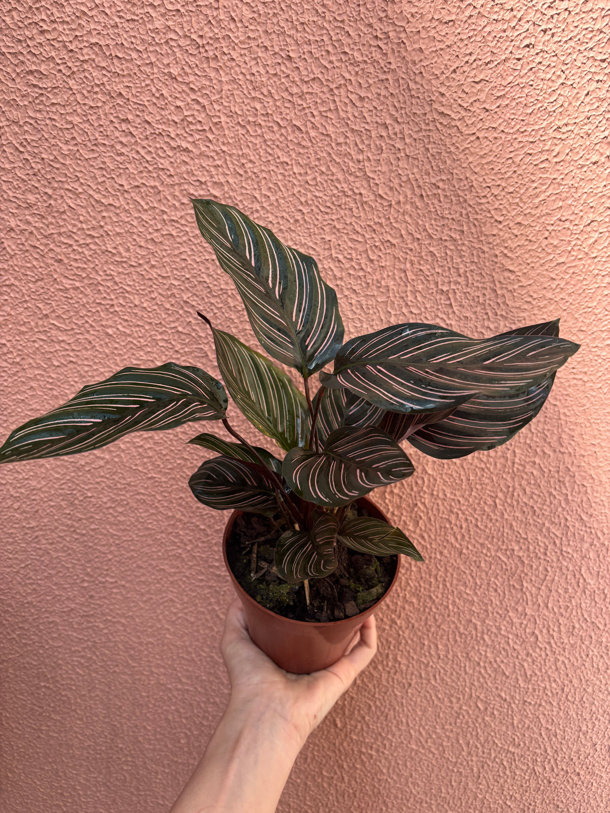 Calathea Ornata