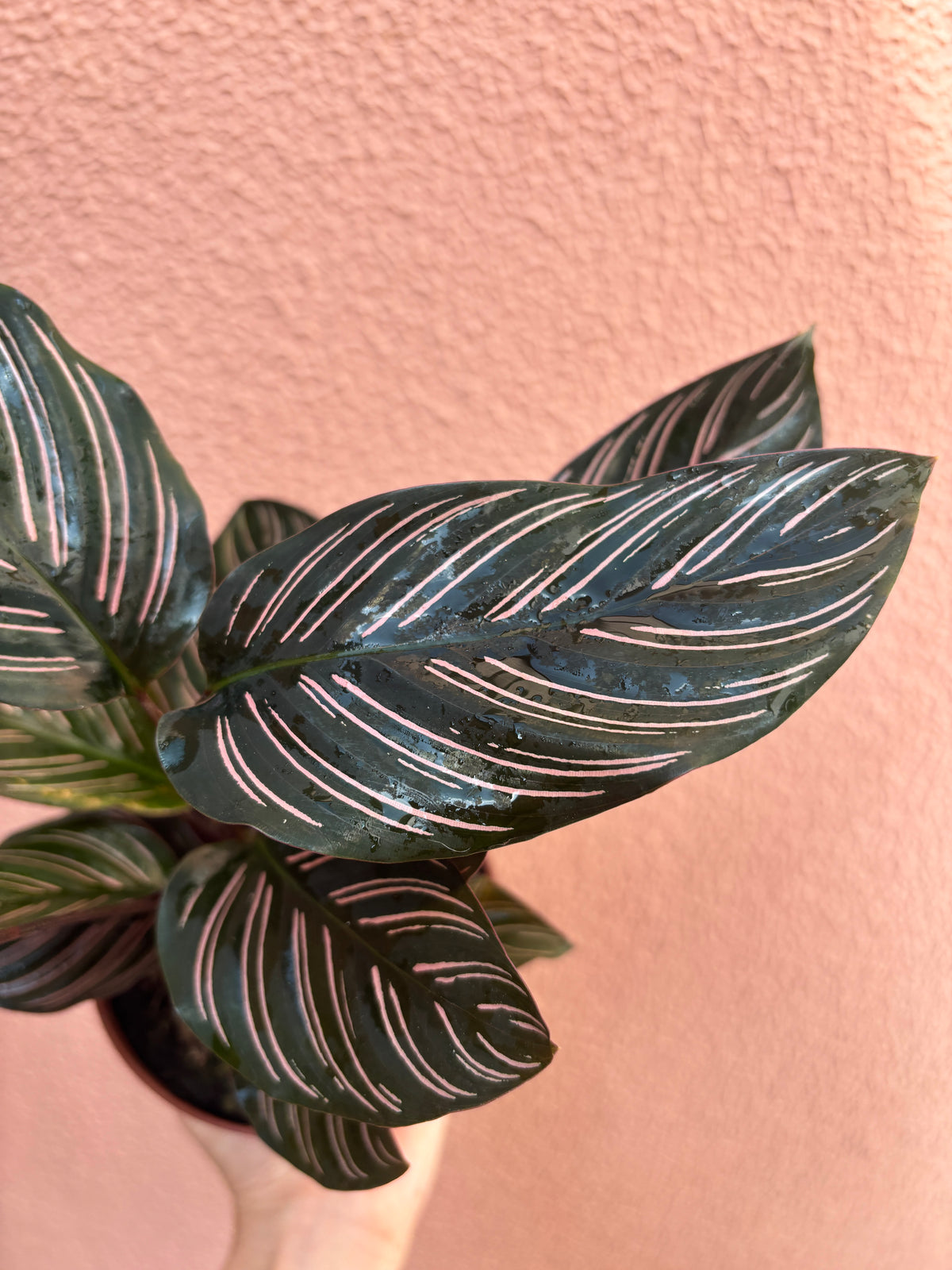 Calathea Ornata