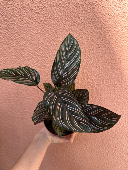 Calathea Ornata