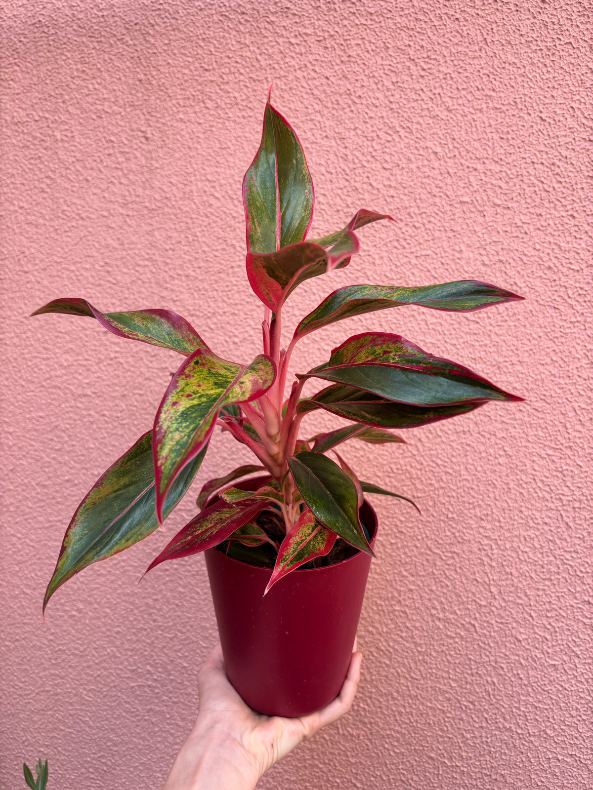 Aglaonema Creta
