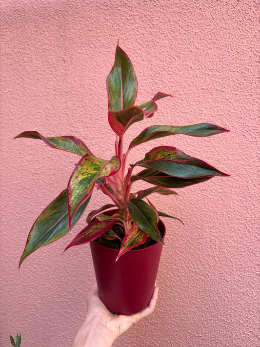 Aglaonema Creta