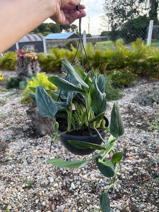 Monstera standleyana Philodendron slang