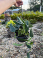 Monstera standleyana Philodendron slang
