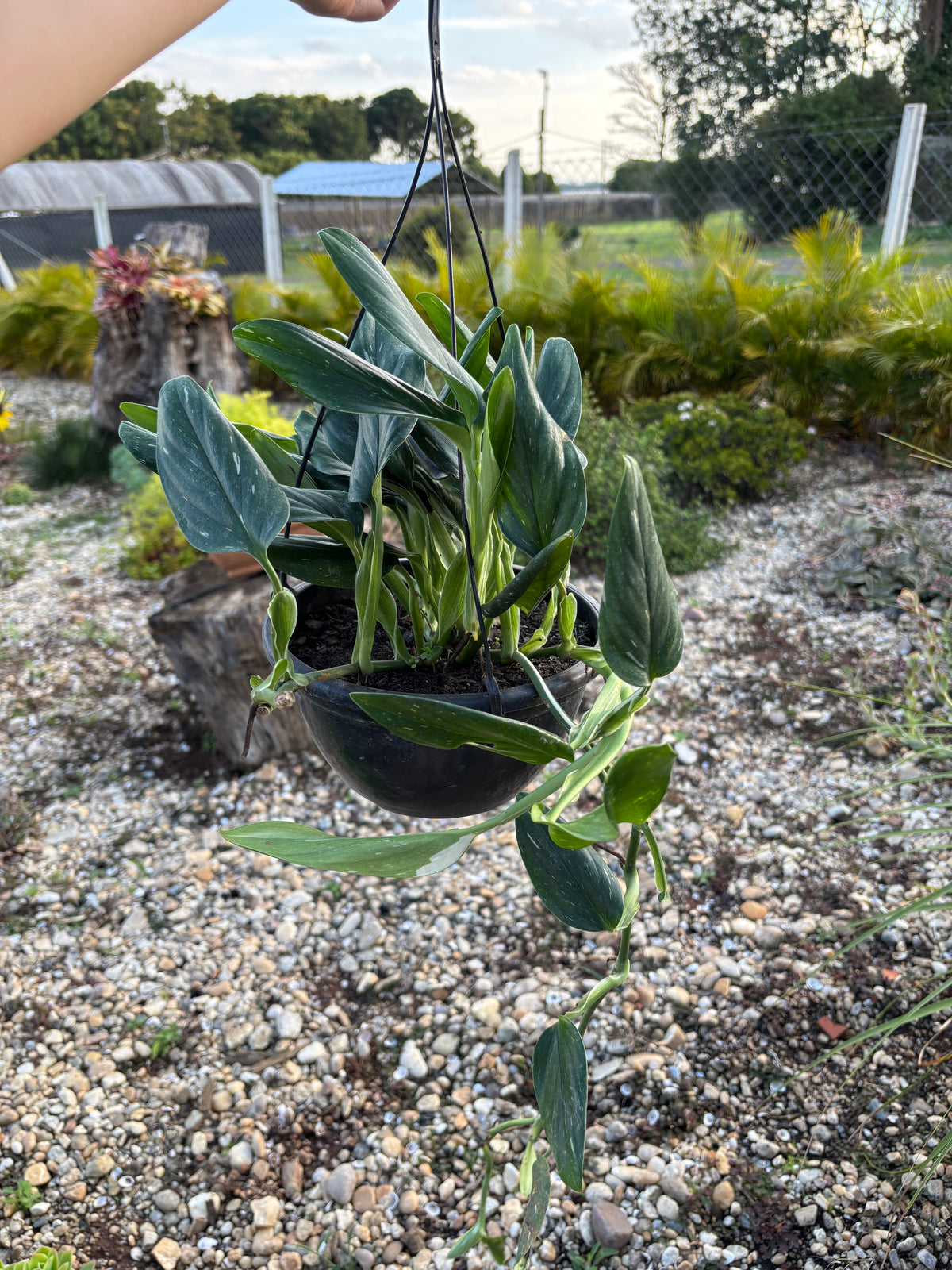 Monstera standleyana Philodendron slang