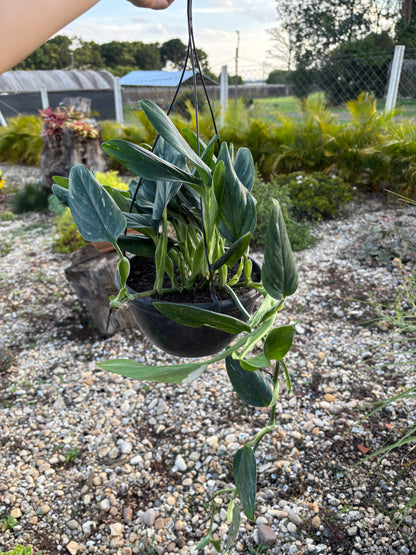 Monstera standleyana Philodendron slang