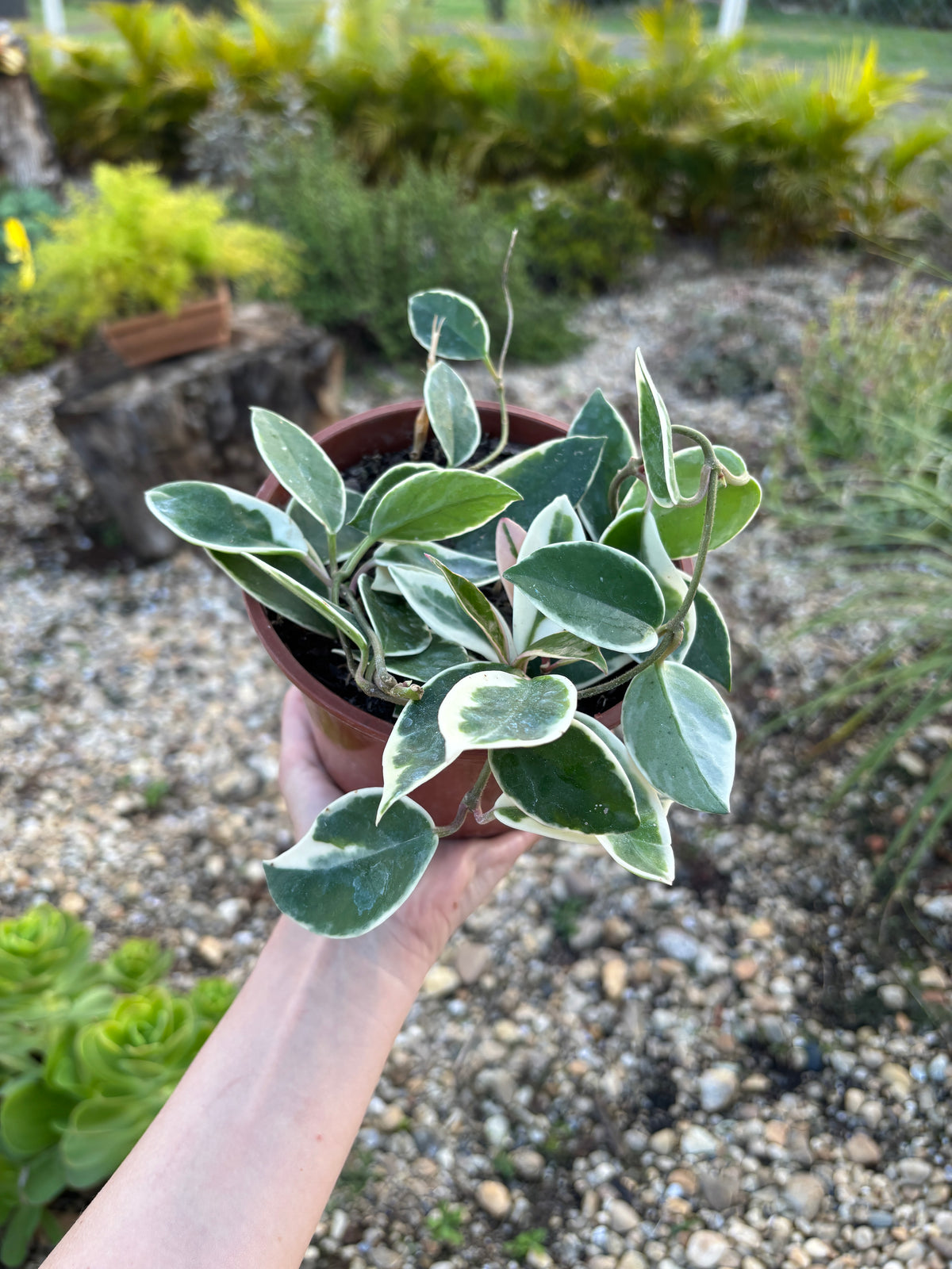 Flor de cera Variegata Hoya carnosa 'Variegata'