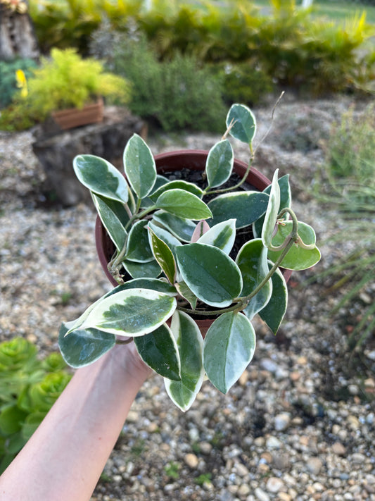 Flor de cera Variegata Hoya carnosa 'Variegata'