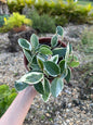 Flor de cera Variegata Hoya carnosa 'Variegata'