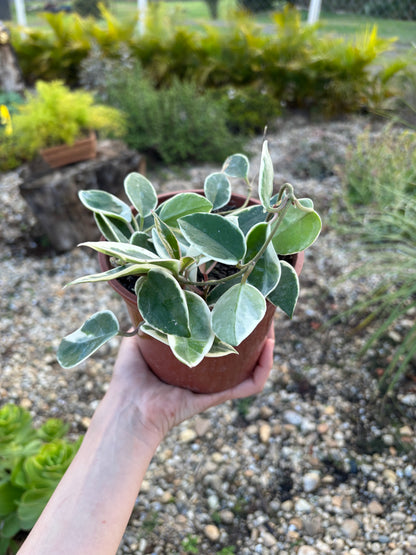 Flor de cera Variegata Hoya carnosa 'Variegata'
